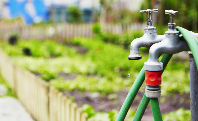 Blumenkohl selbst anbauen Blumenkohl selbst anbauen
