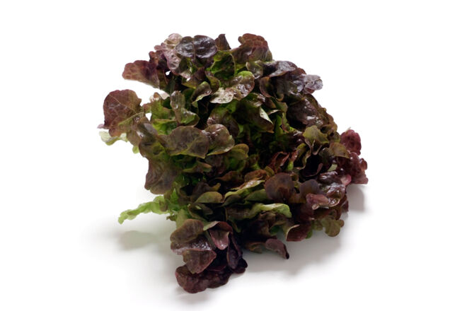 Eichblattsalat