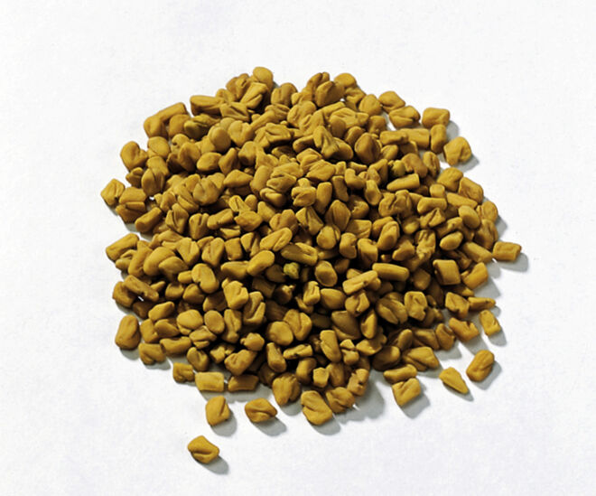 Bockshornklee Bockshornklee