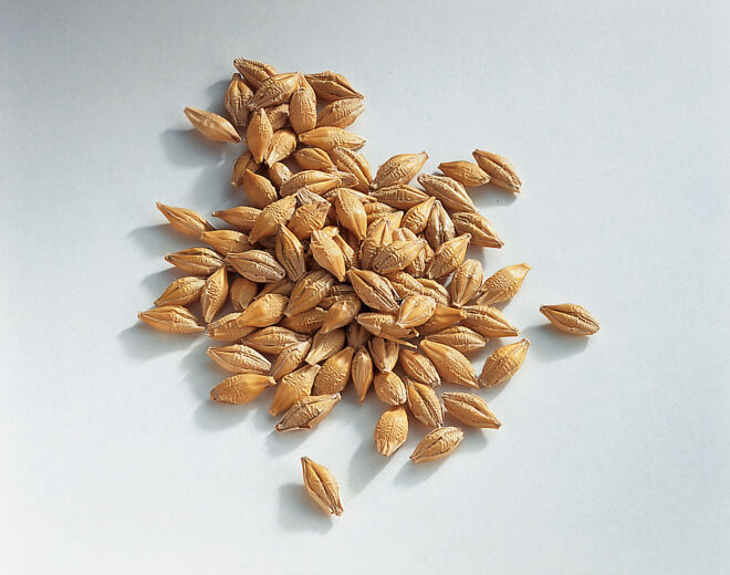 Brot backen Gerste