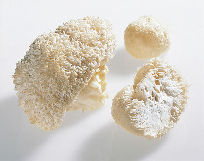 Pom Pom Pilze Pom Pom Pilze