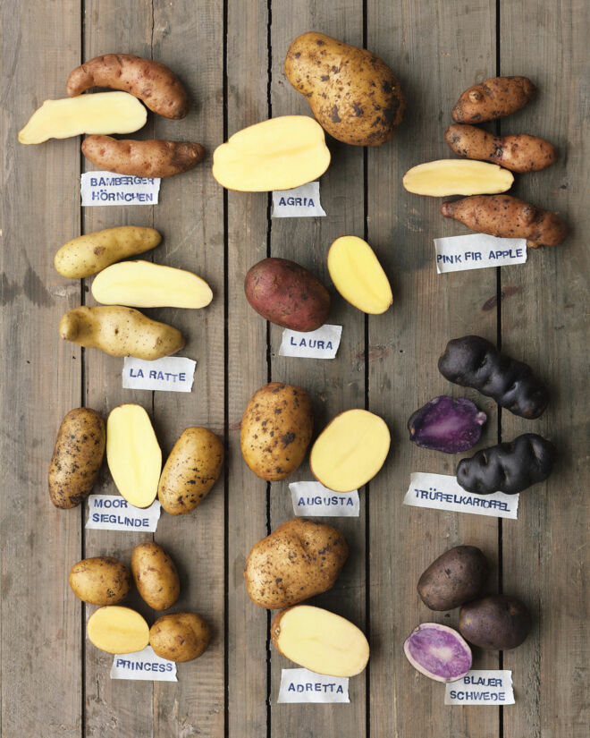 Kartoffelsorten Kartoffelsorten