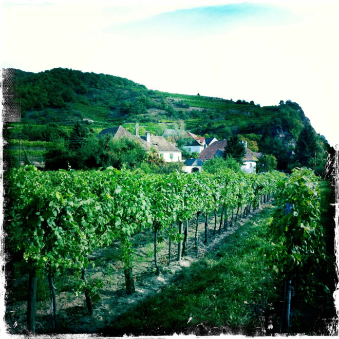 Weinkunde Das- Terroir