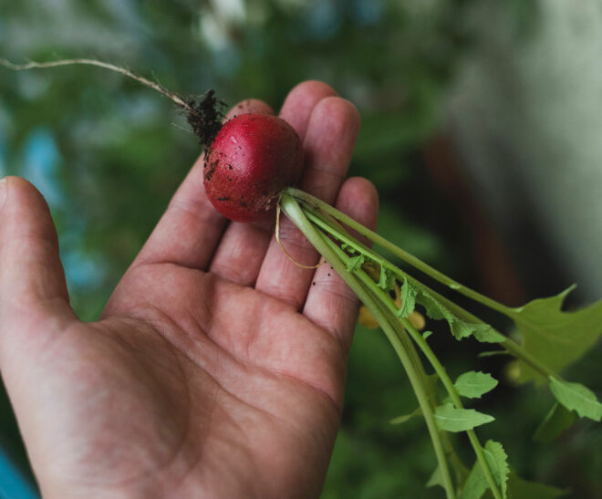 Radieschen Radieschen