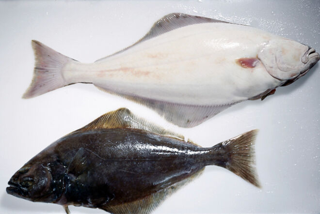 Weißer und schwarzer Heilbutt - Lebensmittel-Warenkunde Heilbutte