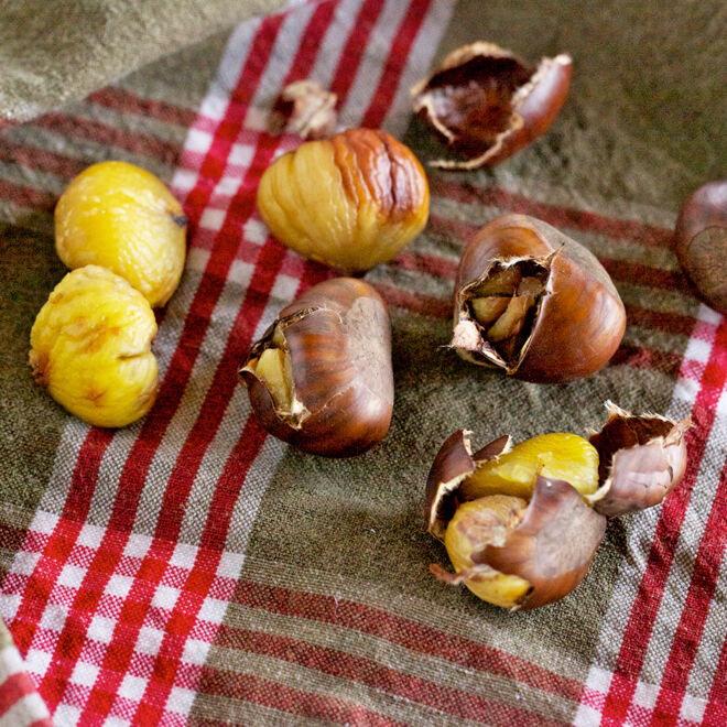 Saison Maronen Saison Maronen