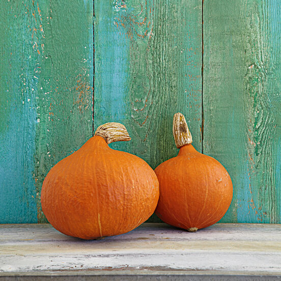 Kürbissorten Hokkaido-Kürbis Kürbissorten Hokkaido-Kürbis