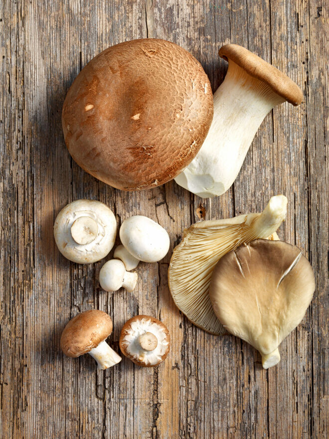 Selten Pilze Kräuterseitling Selten Pilze Kräuterseitling