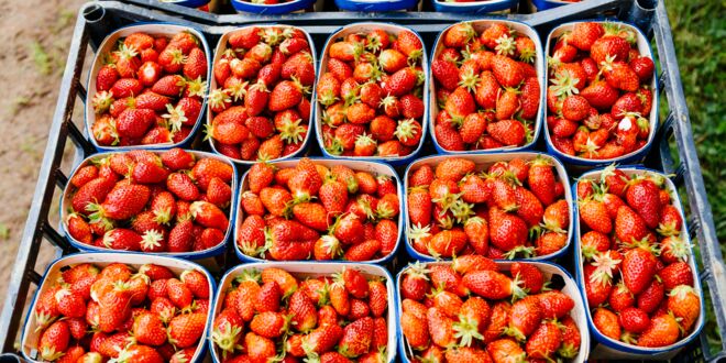 Frisch, süß, lecker, voller Vitamine und bei fast jedem beliebt, die Rede ist von Erdbeeren. Erdbeeren