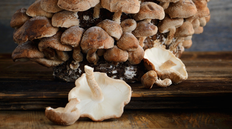 Pilzrezepte mit Shiitake | Küchengötter