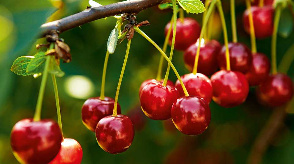 Kirschen: Wissenswertes und Tipps | Küchengötter