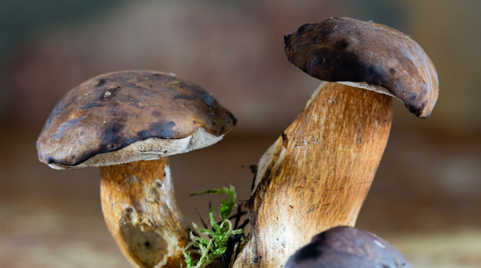 Pilzrezepte mit Maronen | Küchengötter Pilzrezepte mit Maronen | Küchengötter