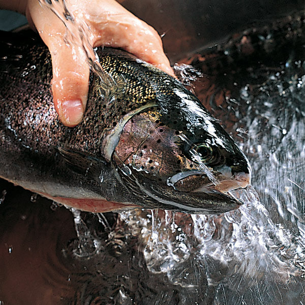 Ganzer Fisch Im Salzmantel Rezept Kuchengotter
